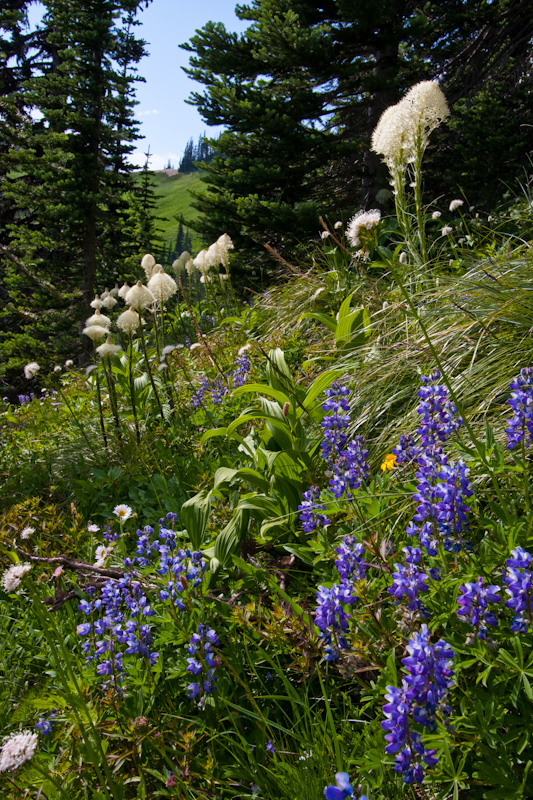 Bear Grass And Lupines